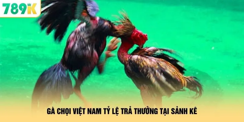 Gà chọi Việt Nam tỷ lệ trả thưởng tại sảnh kê
